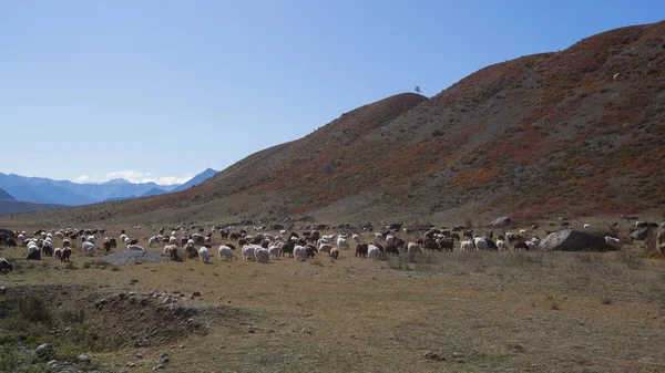 山羊放牧在阿尔泰山 俄罗斯 — 图库照片