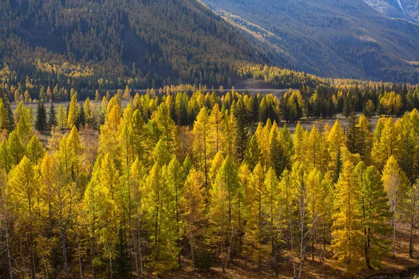 Paisagens Das Montanhas Outono República Altai Rússia — Fotografia de Stock