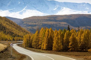 Görünümü sarı sonbahar orman Kuzey-Chuya ridge Altay Cumhuriyeti, Rusya ve Chuysky Trakt.