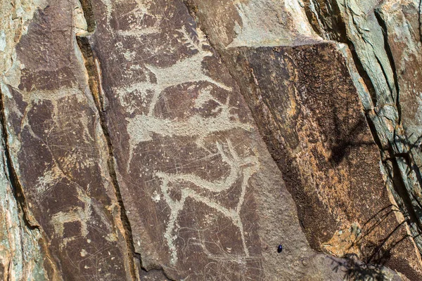 Ancient rock paintings, petroglyphs in the Altai Mountains, Russia.