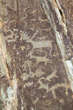 Petroglifler antik kaya resimlerinde Altay Dağları, Rusya Federasyonu.