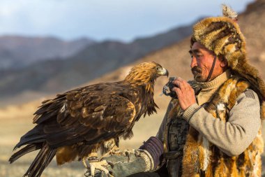 Sagsay, Moğolistan - 28 Eylül 2017: Berkutchi (Kartal Hunter) ise bir Altın Kartallar ile tavşan Bayan-Olgii Aymağı dağlarında kolları üzerinde avcılık. 