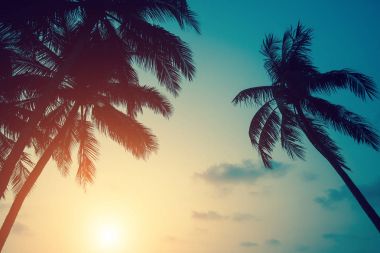 Çarpıcı bir gün batımı sırasında gökyüzü palmiye ağaçlarının Silhouettes.