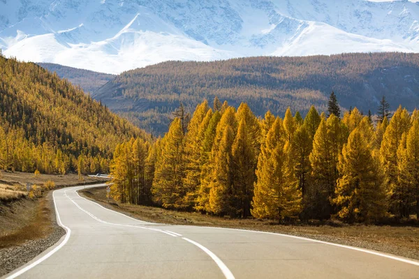 Autostrada Chuysky Trakt Con Camion Foresta Giallo Autunno Della Repubblica — Foto Stock