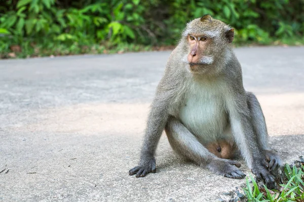 Opice Sedí Betonové Silnici — Stock fotografie