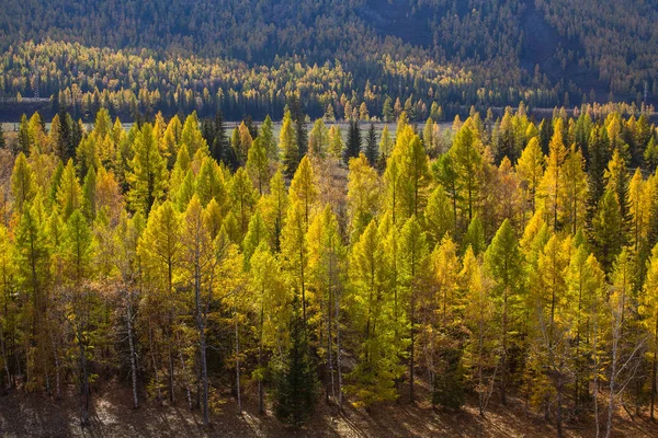 Zlatý Podzim Les Pohoří Altaj Rusko — Stock fotografie