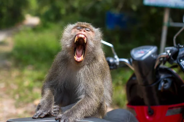 Singe Gribouillé Assis Sur Une Moto — Photo