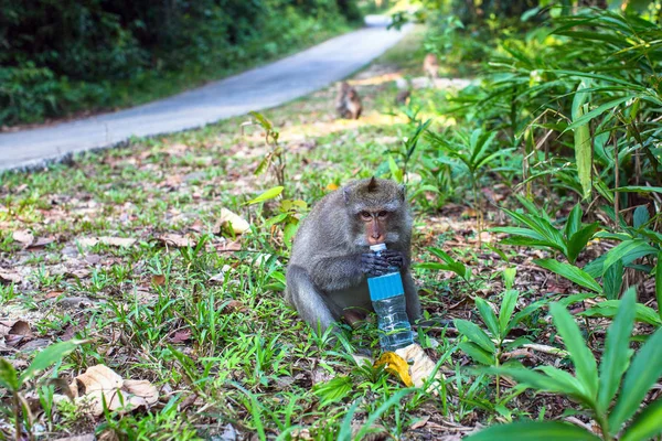 Una Scimmia Con Una Bottiglia Plastica Siede Sul Lato Della — Foto Stock