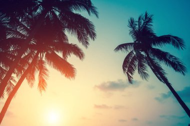 Siluetleri palmiye yaprakları ayarı gökyüzüne karşı.