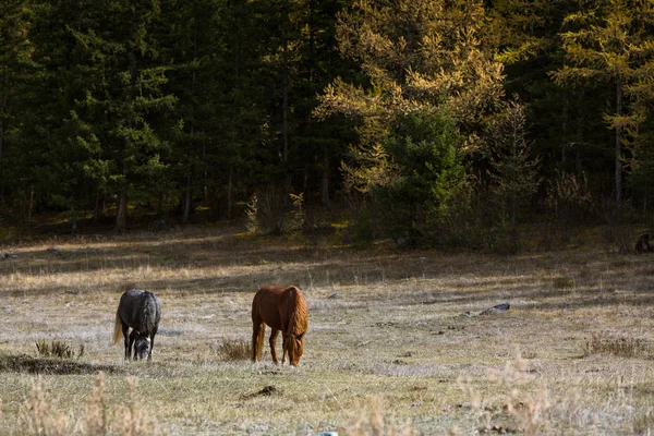 Άλογα Που Βόσκουν Στο Γρασίδι Στα Όρη Αλτάι Ρωσία — Φωτογραφία Αρχείου