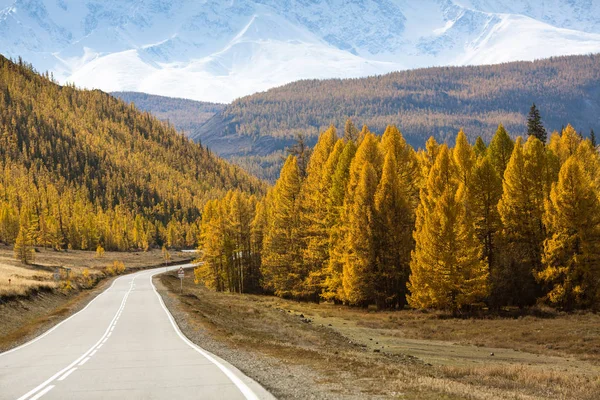 Highway Chuysky Trakt Com Caminhão Floresta Outono Amarelo República Altai — Fotografia de Stock