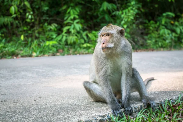 Affe Sitzt Auf Einer Straße Reisen Und Tourismus Südostasien — Stockfoto