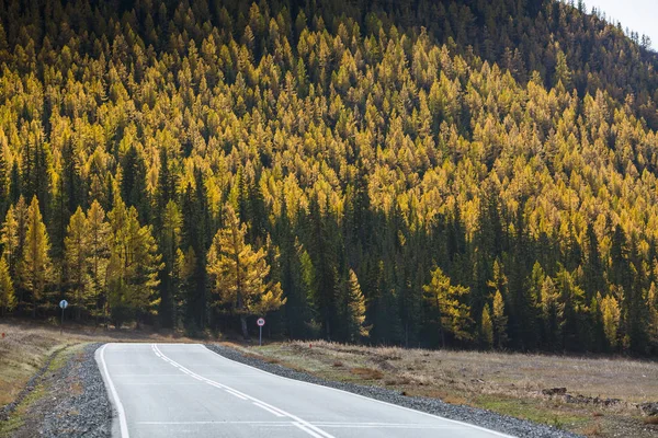 Highway Chuysky Trakt Yellow Autumn Forest Altai Republic Rússia — Fotografia de Stock