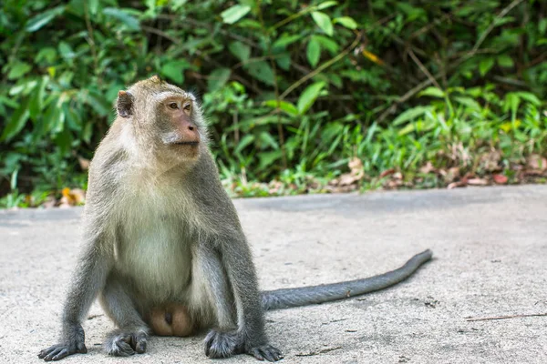 Μαϊμού Κάθεται Ένα Δρόμο Ταξίδια Στην Νοτιοανατολική Ασία — Φωτογραφία Αρχείου