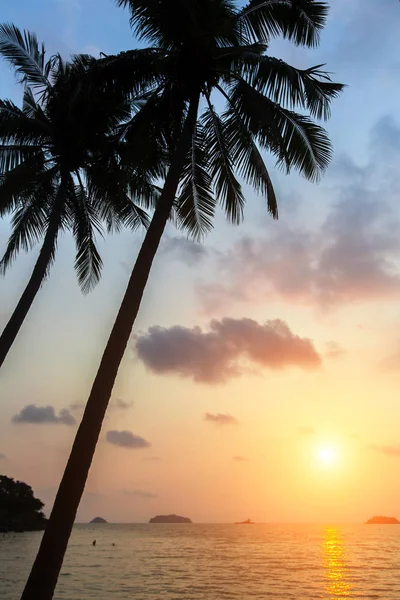 热带海边的棕榈树在惊人的日落期间 — 图库照片