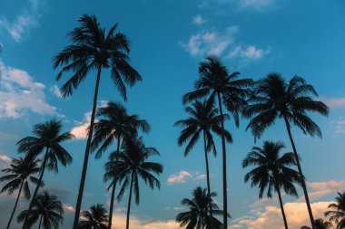 Palmiye ağaçları karşı mavi bir gökyüzü kontrast.