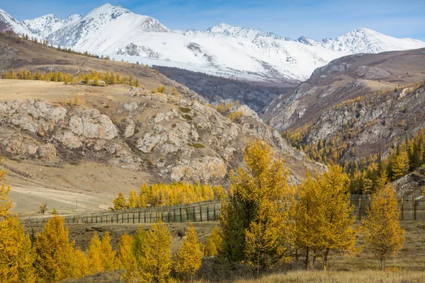 秋の山の風景 アルタイ共和国 ロシア — ストック写真