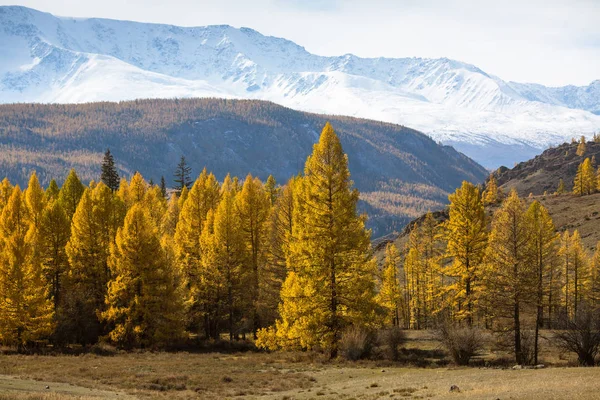 Vista Cordillera Norte Chuya República Altai Rusia — Foto de Stock