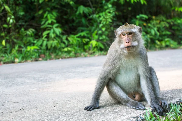 Affe Sitzt Auf Einer Straße Reisen Südostasien — Stockfoto