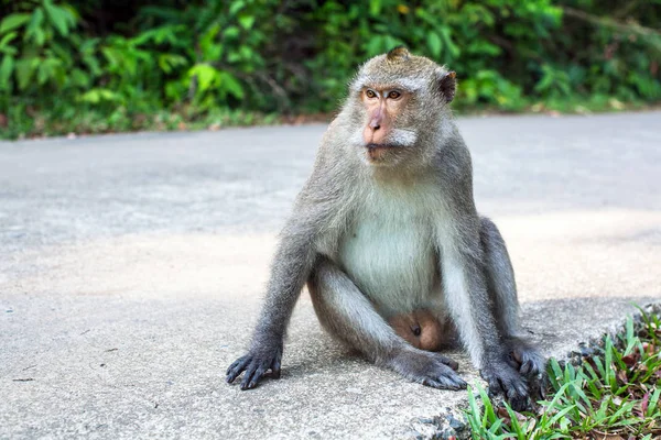猴子坐在马路上 — 图库照片