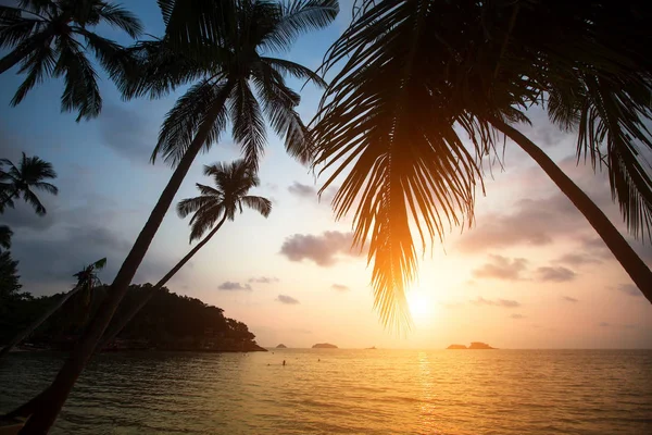 日没時に熱帯の海のビーチでヤシの木 — ストック写真