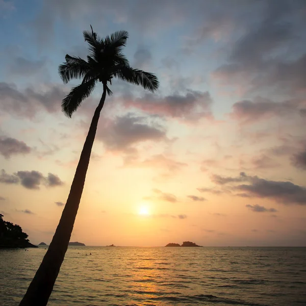 すばらしい夕日で熱帯のビーチでの孤独なヤシの木 — ストック写真