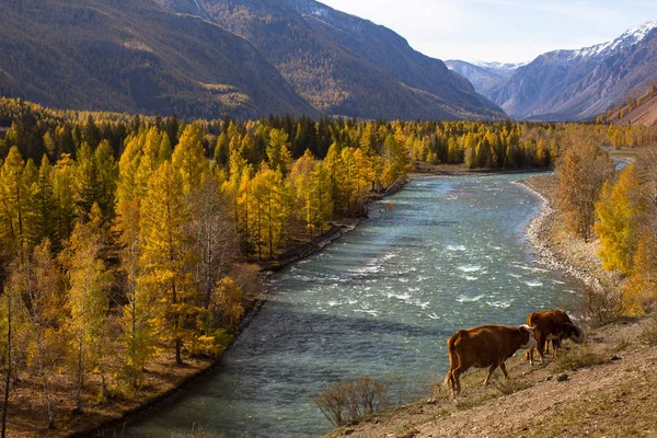 Katun Floden Hösten Altai Republiken Ryssland — Stockfoto
