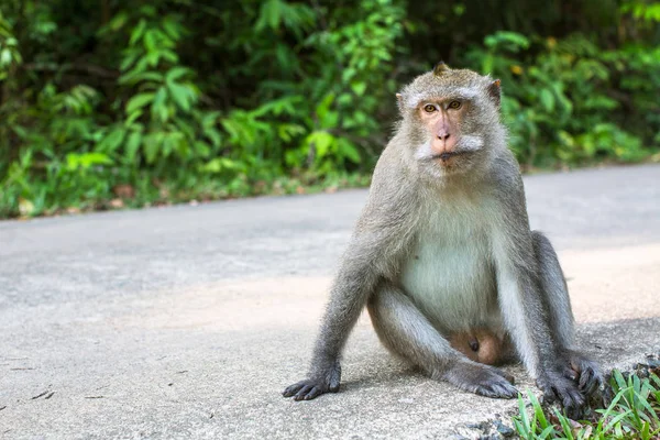 Scimmia Selvatica Seduta Una Strada — Foto Stock