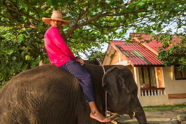 Koh Chang Thaïlande Février 2018 Éléphants Dans Les Rues Île — Photo