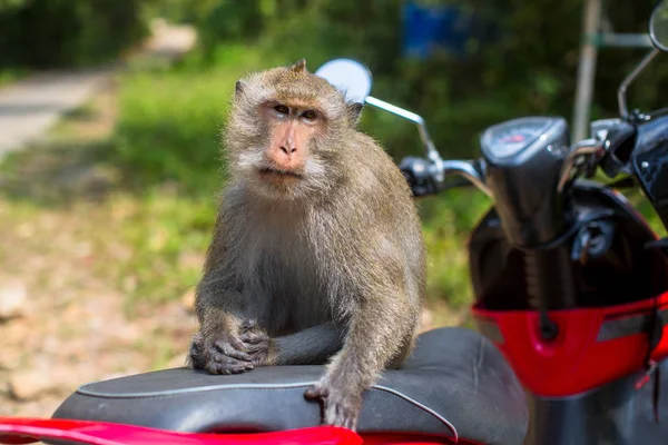 Macaco Sentado Uma Moto Tailândia — Fotografia de Stock