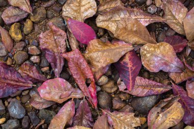 Doku düşmüş sarı ve kırmızı taşlı yere bırakır.