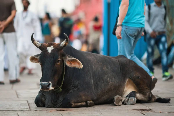 Корова Лежит Улице Индийского Города — стоковое фото