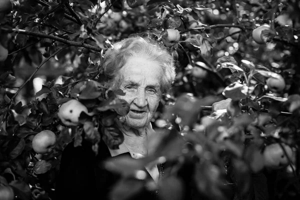 Yaşlı Kadın Portre Elma Bahçesinde — Stok fotoğraf