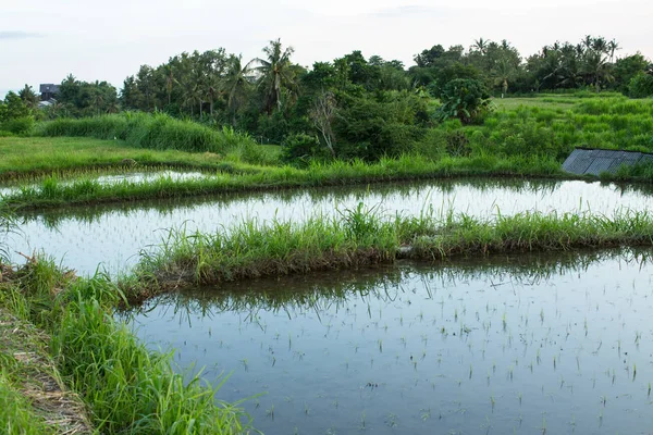 Reisfelder Auf Der Insel Bali Indonesien — Stockfoto