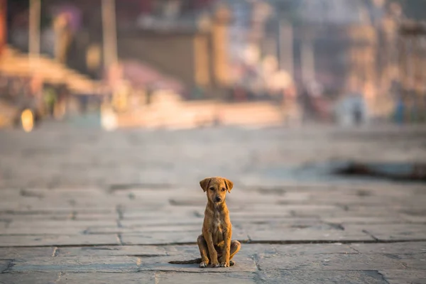 Kölyök Kutyák Egyedül Közepén Járdán — Stock Fotó