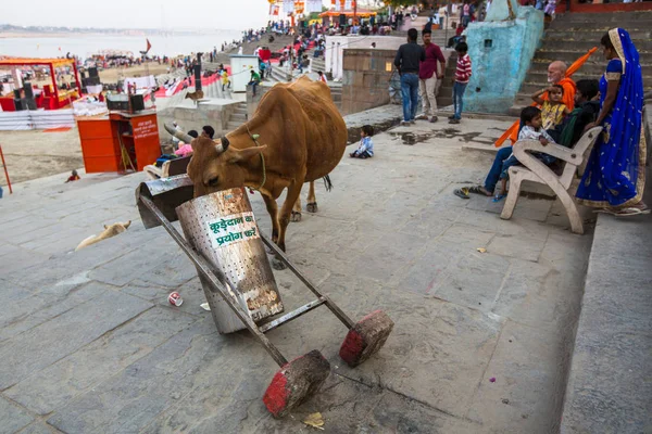 Varanasi India Mar 2018 Vaca Comiendo Cubo Basura Cerca Orilla — Foto de Stock