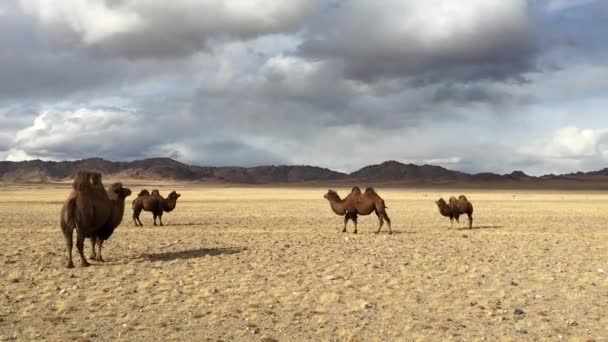Sagsay Монголії Вересня 2017 Казахська Орел Мисливець Berkutchi Коня Полювання — стокове відео