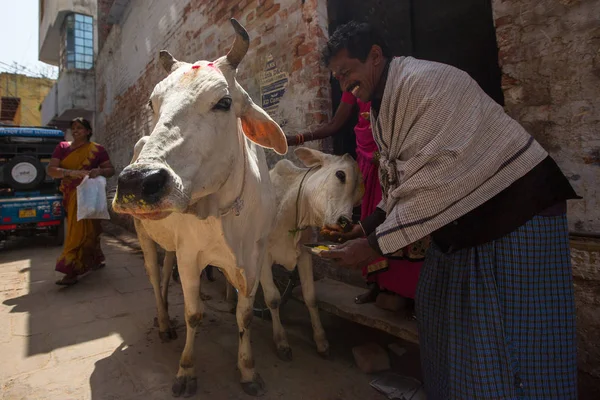 Varanasi Indie Mar 2018 Krowa Pobliżu Brzegu Rzeki Ganges Krowy — Zdjęcie stockowe