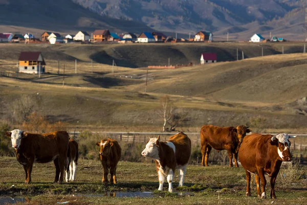 Αγελάδες Που Βόσκουν Στο Χωριό Στα Βουνά Αλτάι Ρωσία — Φωτογραφία Αρχείου
