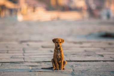 Sokak ortasında tek başına oturan evsiz köpek yavrusu köpek.