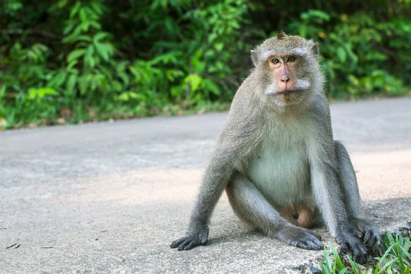Macaco Sentado Numa Estrada Ilha Koh Chang Tailândia — Fotografia de Stock