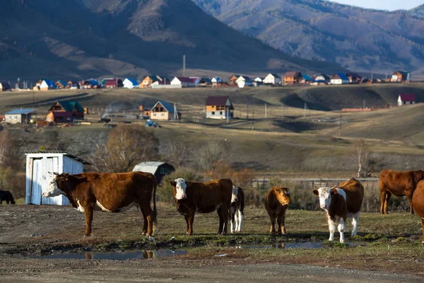 Αγελάδες Που Βόσκουν Στο Χωριό Στα Βουνά — Φωτογραφία Αρχείου