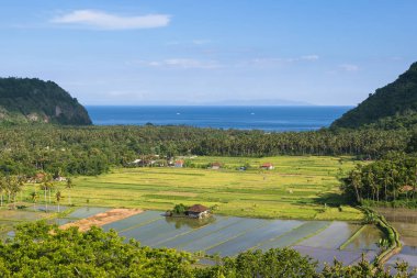 Pirinç tarlaları Bali Adası, Endonezya Vadisi görünümünü.