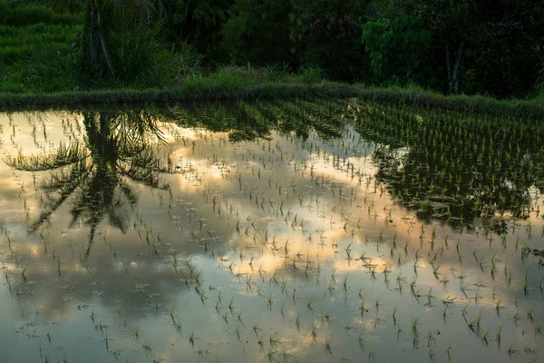 在印度尼西亚巴厘岛上的稻田 — 图库照片