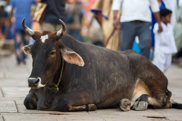 Vaca Yace Medio Las Concurridas Calles Ciudad India — Foto de Stock