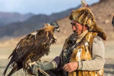 Sagsay, Moğolistan - 28 Eylül 2017: Berkutchi (Kartal Hunter) ise bir Altın Kartallar ile tavşan Bayan-Olgii Aymağı dağlarında kolları üzerinde avcılık. 