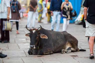 Cow lies in the busy streets of Indian city. clipart