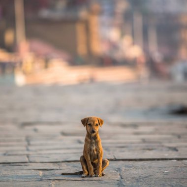 Küçük köpek tek başına sokakta oturan.