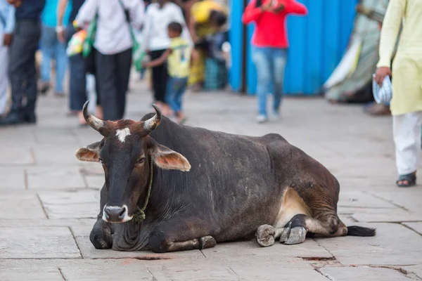 Корова Лежит Улицах Индийского Города — стоковое фото