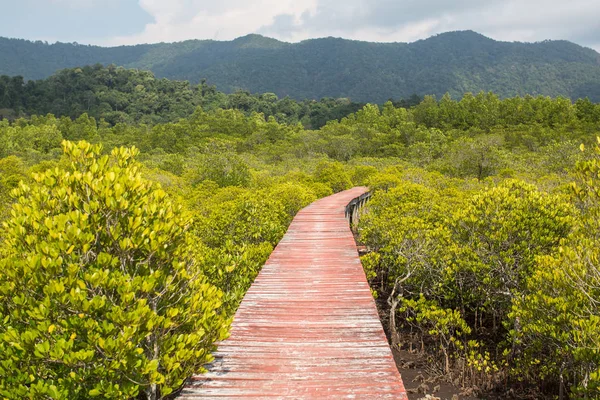 マングローブの森を木の道 — ストック写真
